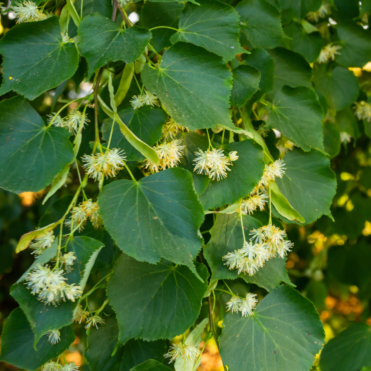 Oct 15 & 29: Herbal Exploration: Linden