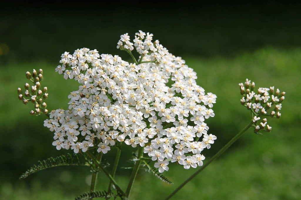 Yarrow Seeds (Achillea millefoleium) by Smoke Camp Crafts 150 Seeds (0.1 grams)
