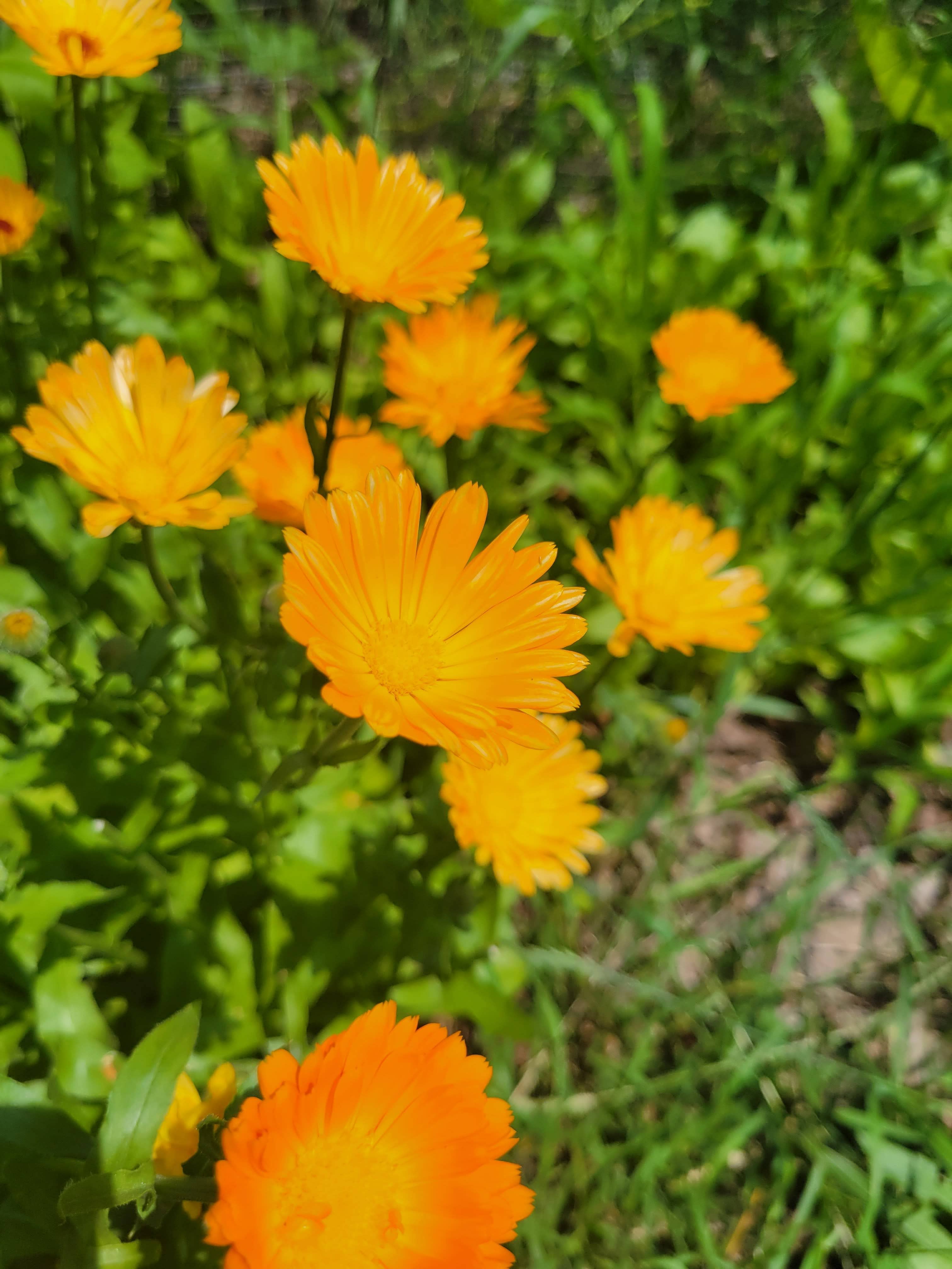 Calendula Flower Essence | Vibrational Remedy