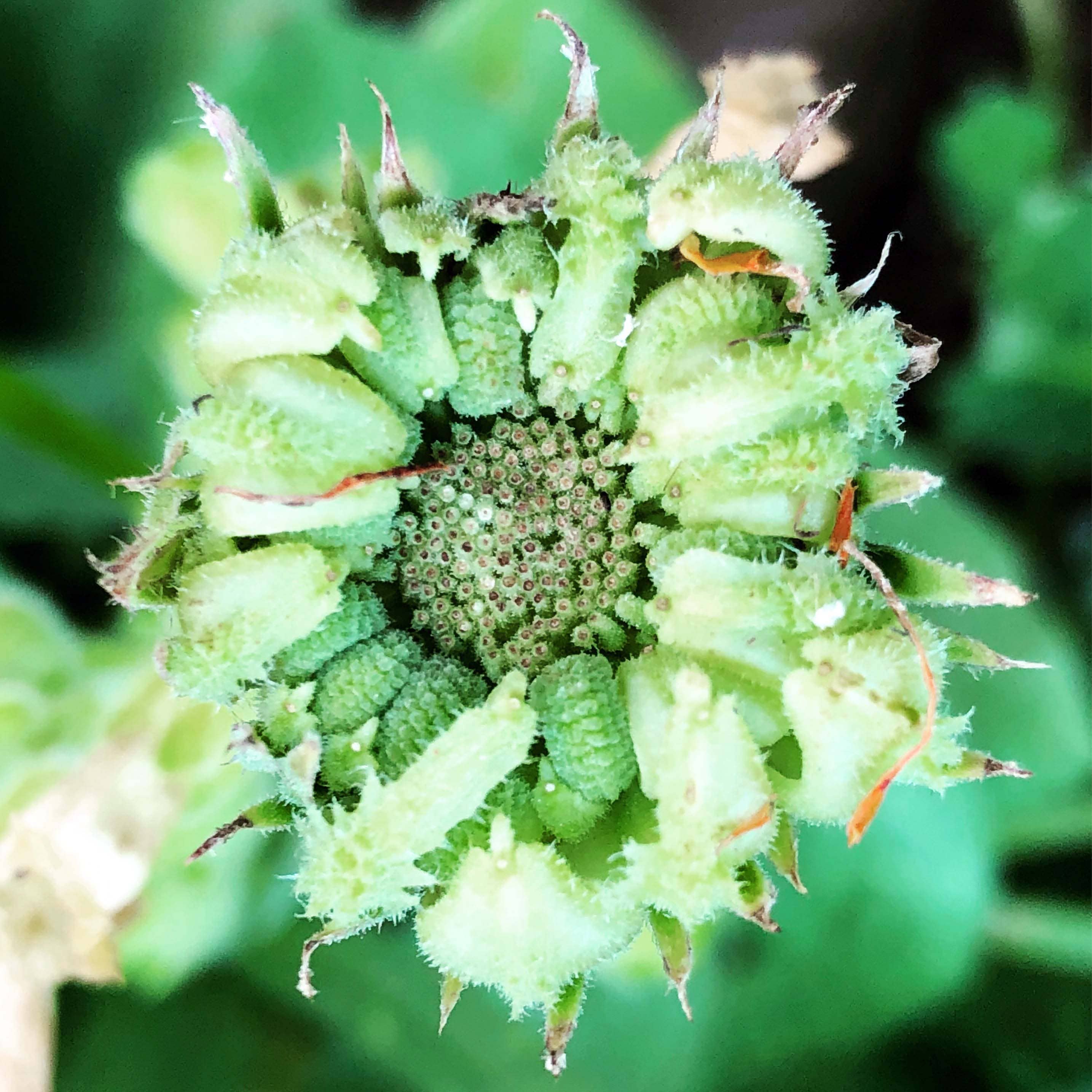Calendula Seeds (Calendula officinalis) by Smoke Camp Crafts 100 Seeds (1 grams)