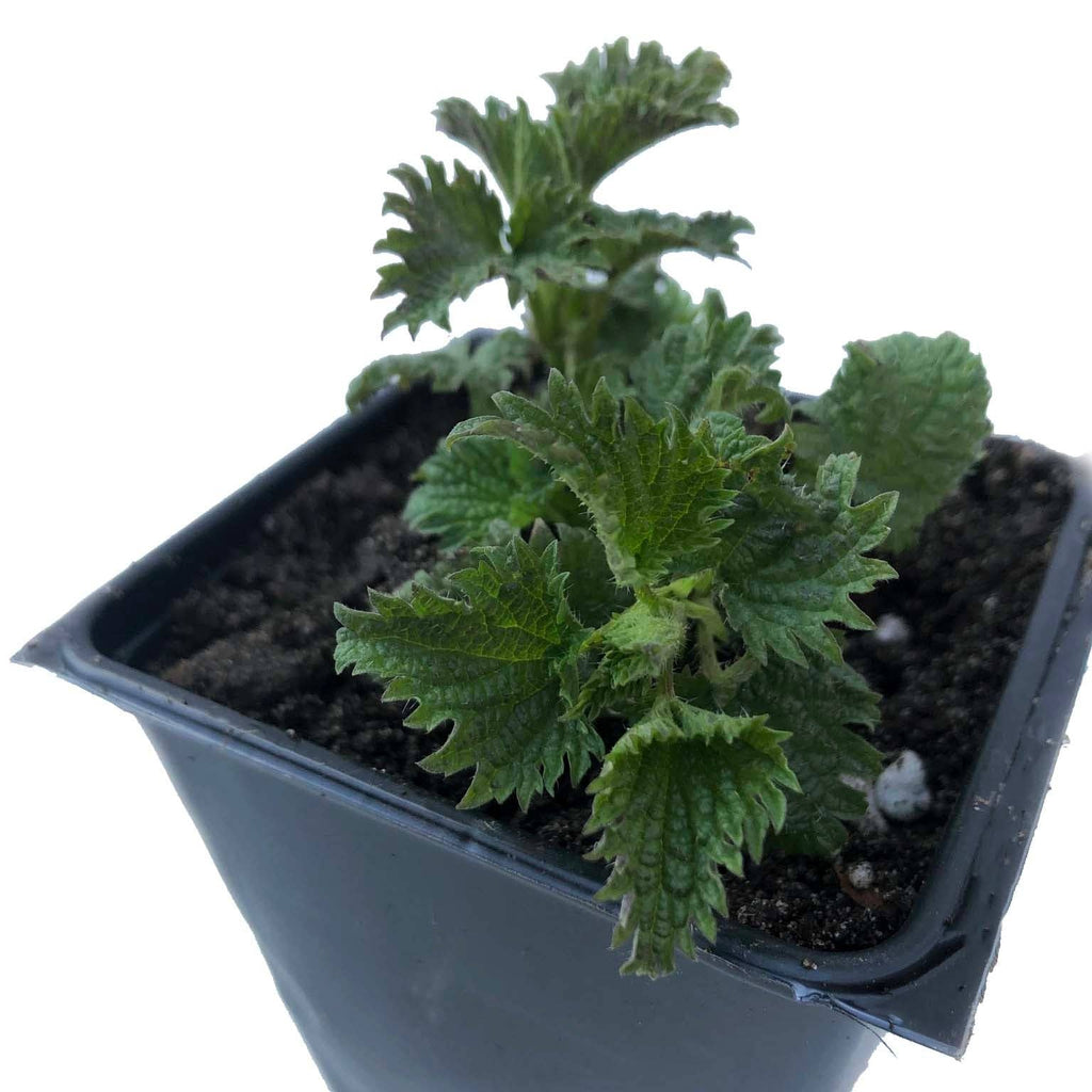 Stinging Nettle Seeds (Urtica dioica) by Smoke Camp Craft 500 Seeds (0.1 grams)