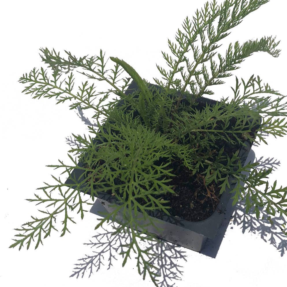 Yarrow Seeds (Achillea millefoleium) by Smoke Camp Crafts 150 Seeds (0.1 grams)