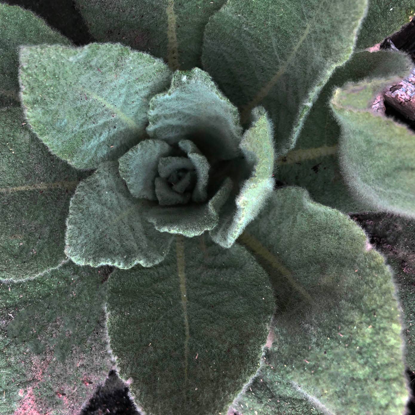 Common Mullein Seeds (Verbascum thapsus) by Smoke Camp Crafts 500 Seeds (0.5 gram)