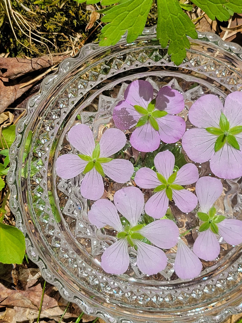 Wild Geranium Flower Essence by Cosmic Mother 1 fl oz