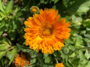 Calendula Seeds (Calendula officinalis) by Smoke Camp Crafts 100 Seeds (1 grams)