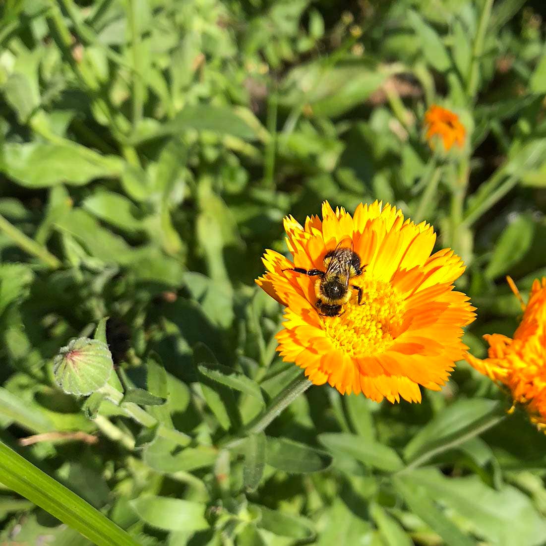 Calendula Seeds (Calendula officinalis) by Smoke Camp Crafts 100 Seeds (1 grams)