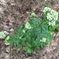 Valerian Seeds (Valeriana officinalis) by Smoke Camp Crafts 75 Seeds (0.1 grams)