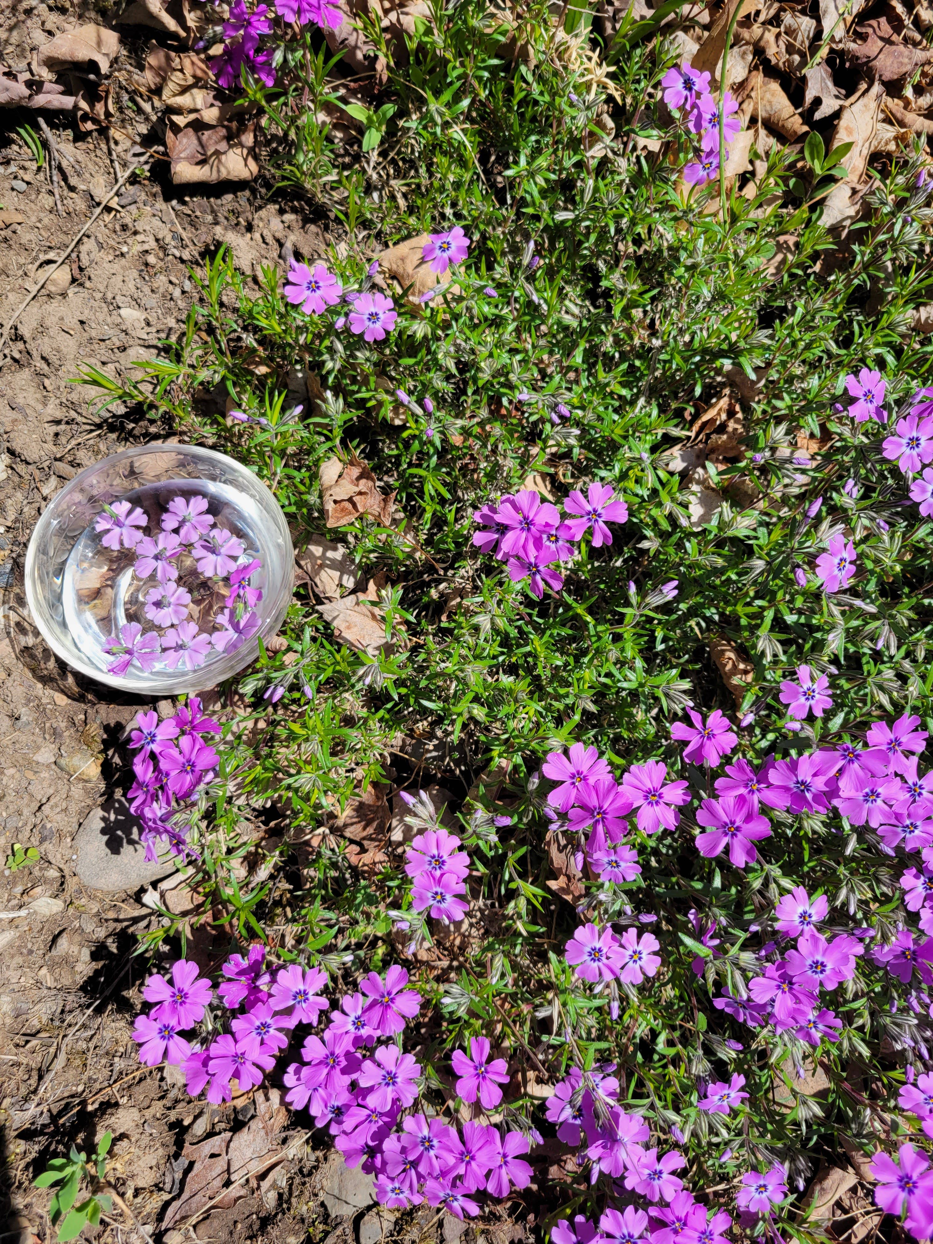 Phlox Flower Essence by Cosmic Mother 1 fl oz