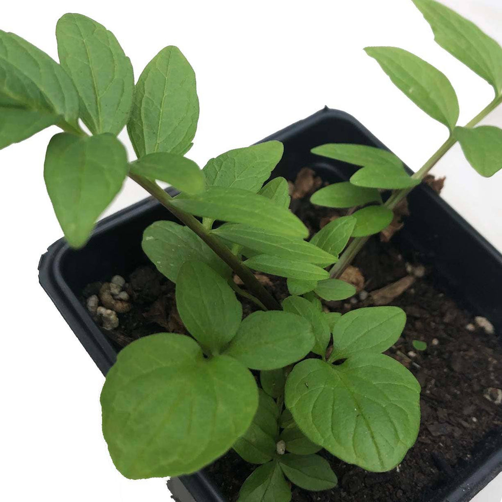 Valerian Seeds (Valeriana officinalis) by Smoke Camp Crafts 75 Seeds (0.1 grams)