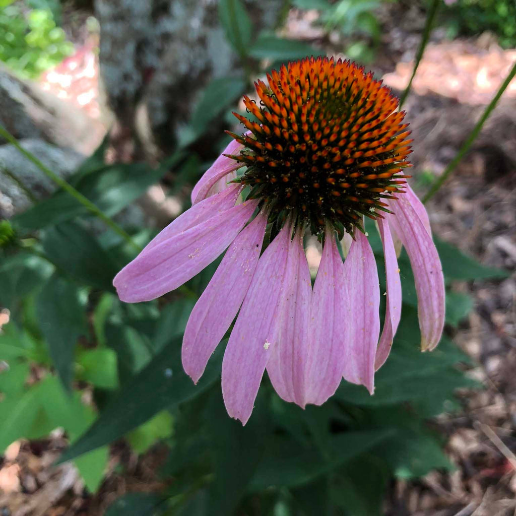 Purple Coneflower (Echinacea purpurea) by Smoke Camp Crafts 75 Seeds (0.5 g)