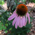 Purple Coneflower (Echinacea purpurea) by Smoke Camp Crafts 75 Seeds (0.5 g)