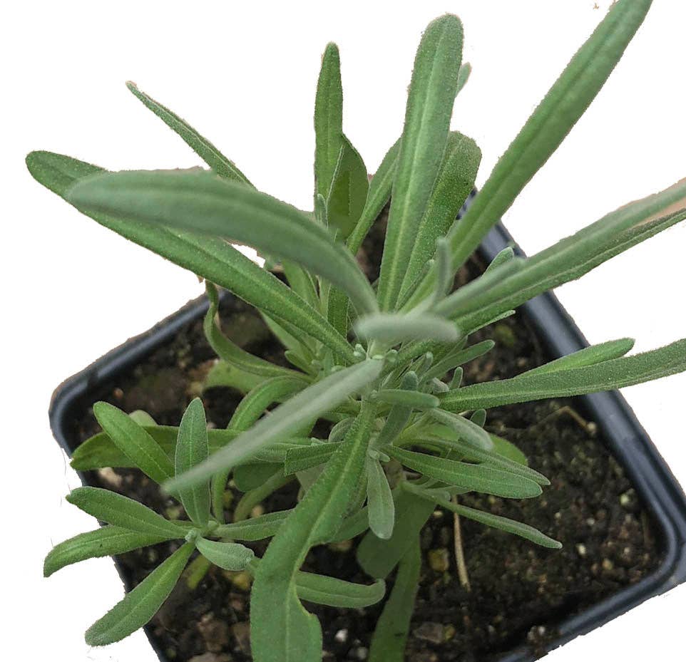 Lavender Seeds (Lavendula angustifolia) by Smoke Camp Crafts 100 Seeds