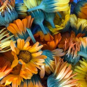 Calendula Seeds (Calendula officinalis) by Smoke Camp Crafts 100 Seeds (1 grams)