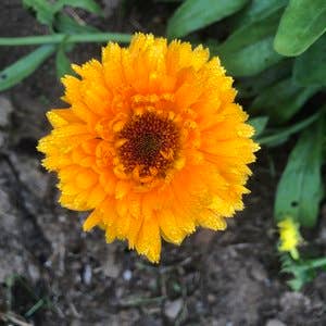 Calendula Seeds (Calendula officinalis) by Smoke Camp Crafts 100 Seeds (1 grams)