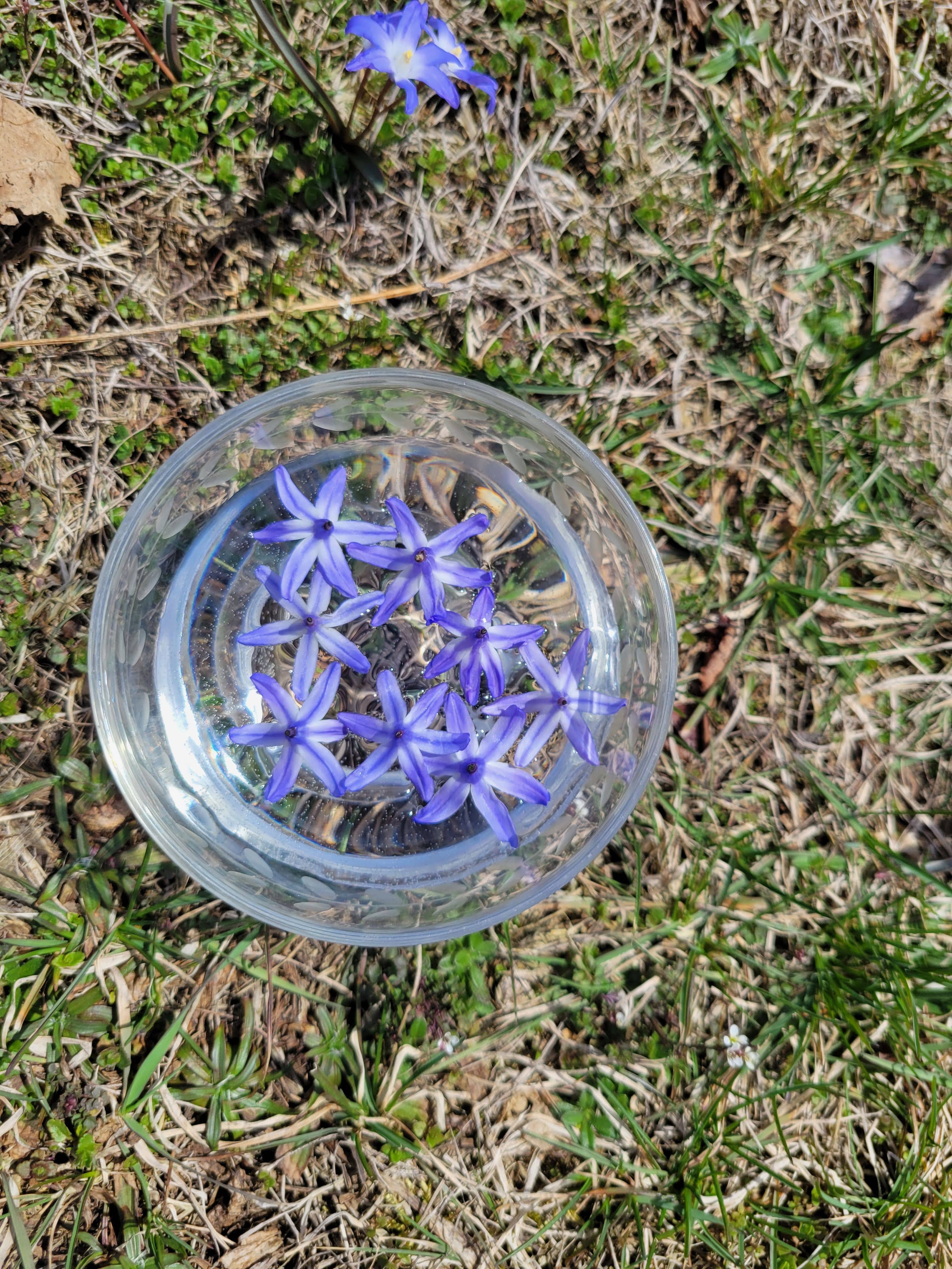 Glory of Snow Flower Essence by Cosmic Mother 1 fl oz