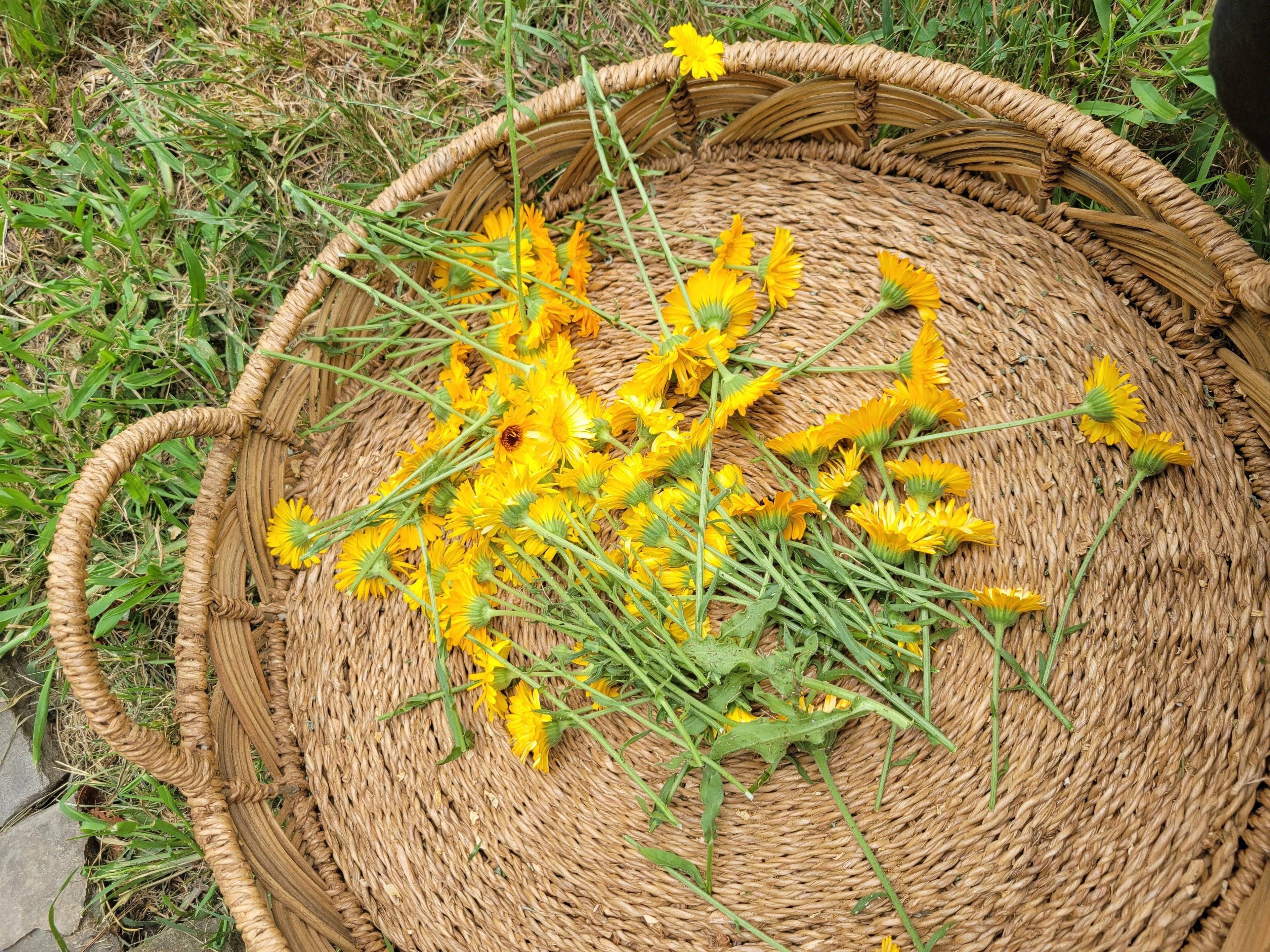 Calendula Flower Essence | Vibrational Remedy