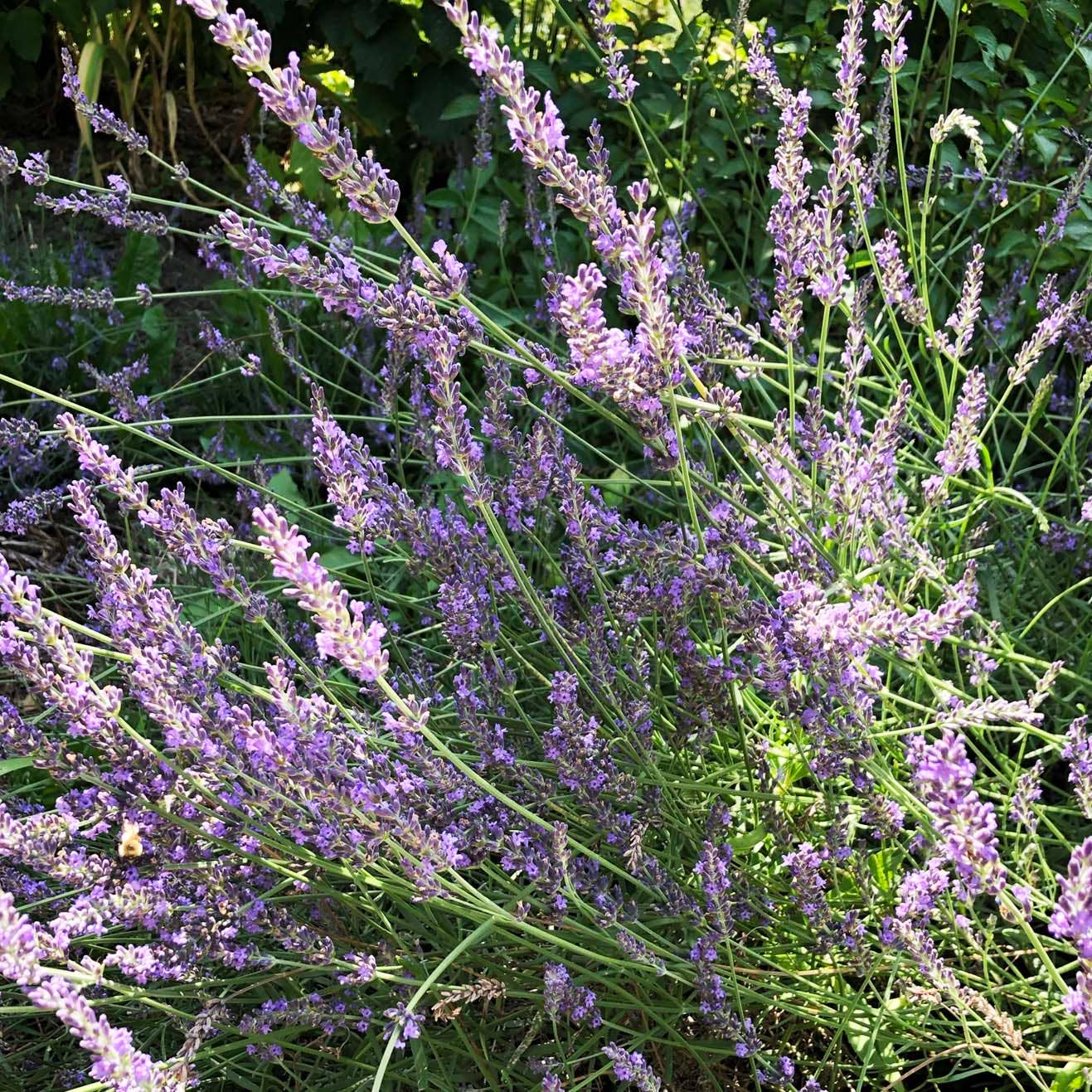Lavender Seeds (Lavendula angustifolia) by Smoke Camp Crafts 100 Seeds