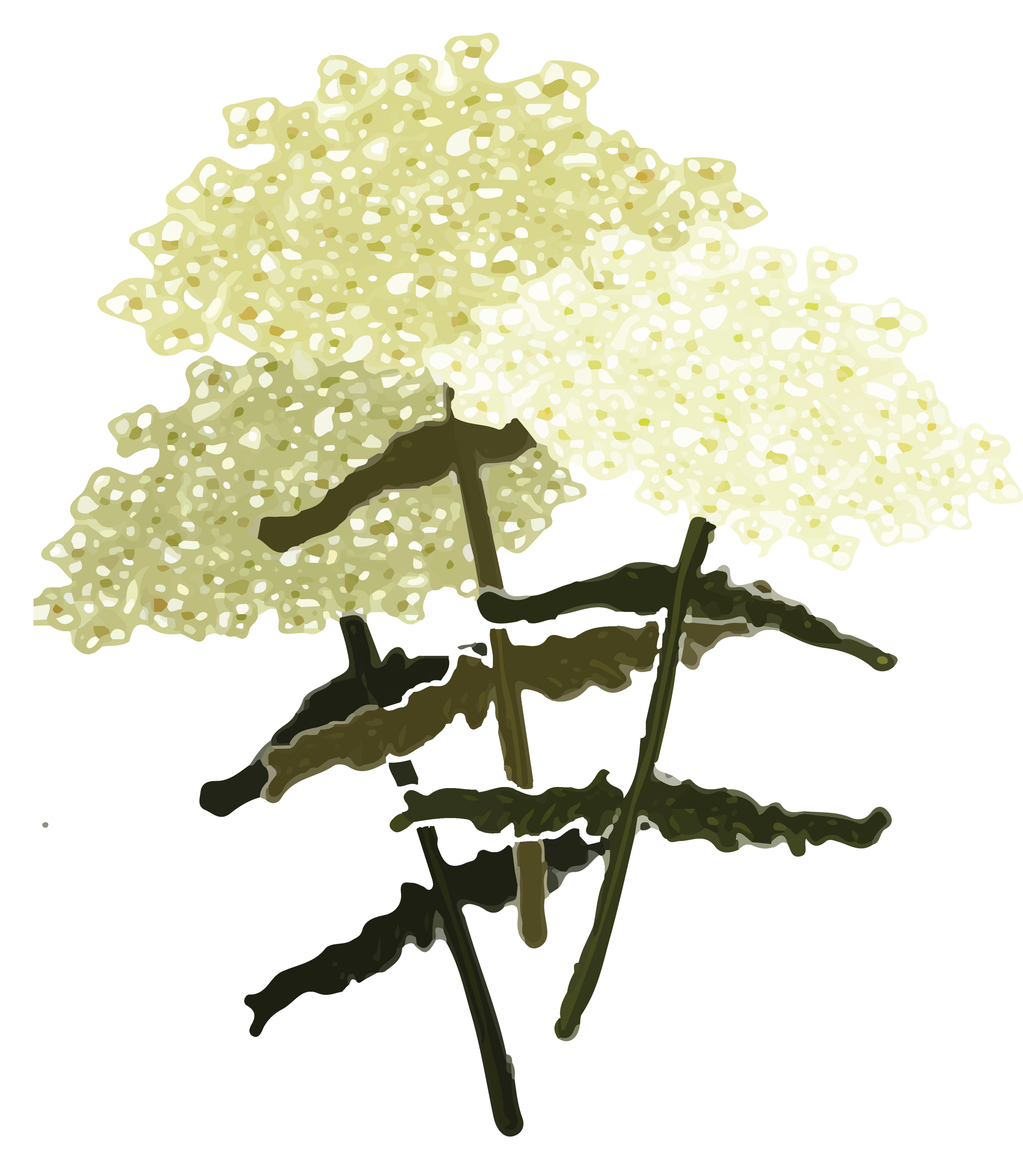 Yarrow Seeds (Achillea millefoleium) by Smoke Camp Crafts 150 Seeds (0.1 grams)