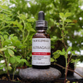 Astragalus Tincture by Four Elements Herbals 1 oz