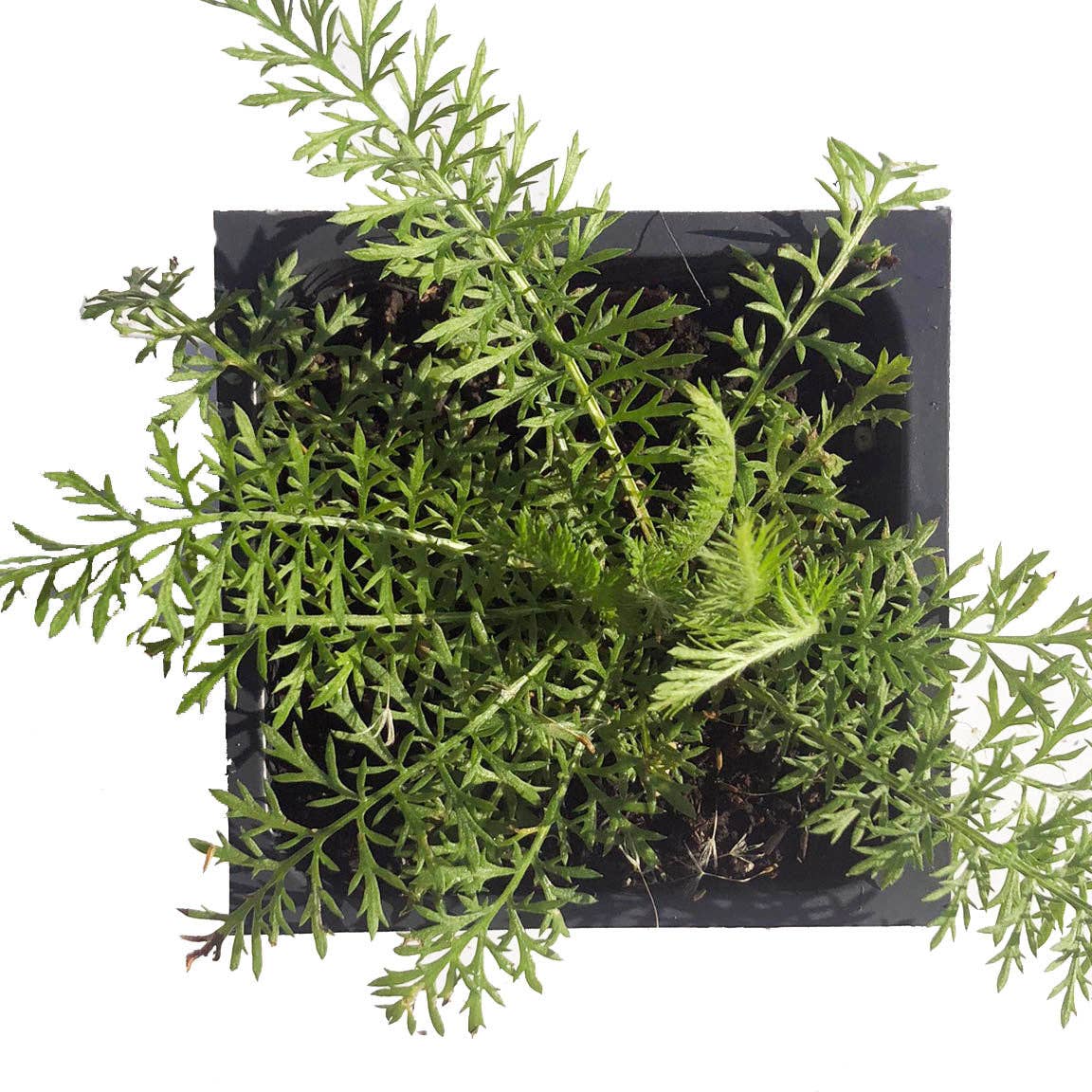 Yarrow Seeds (Achillea millefoleium) by Smoke Camp Crafts 150 Seeds (0.1 grams)