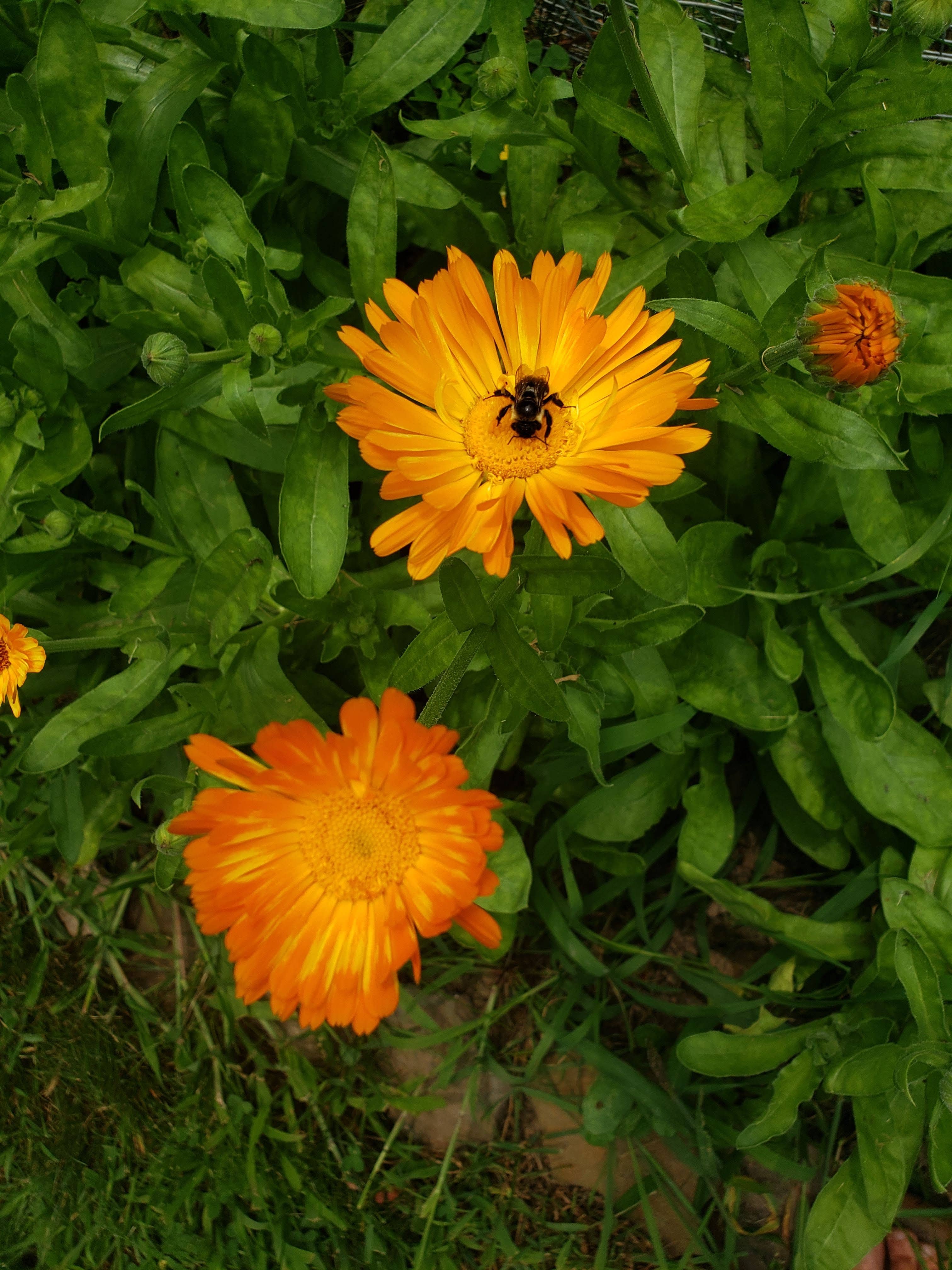Calendula Flower Essence | Vibrational Remedy