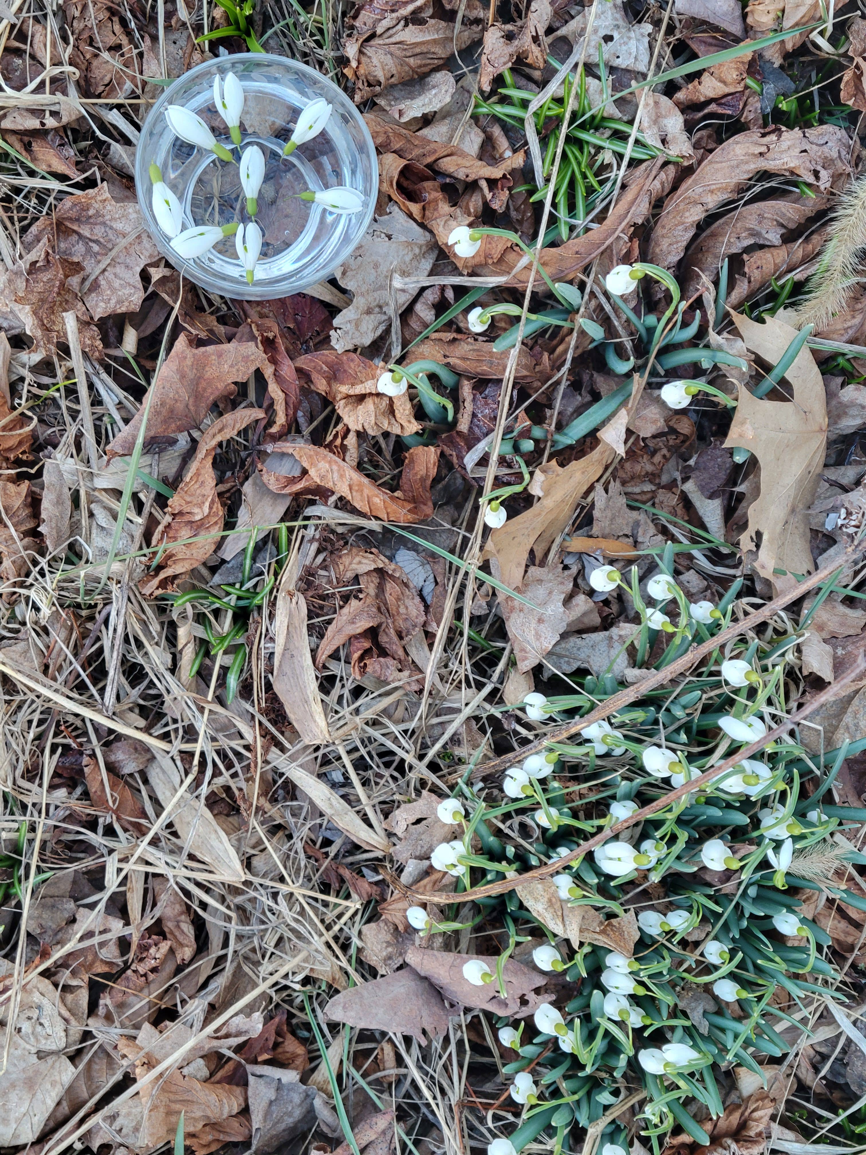 Snowdrop Flower Essence by Cosmic Mother 1 fl oz