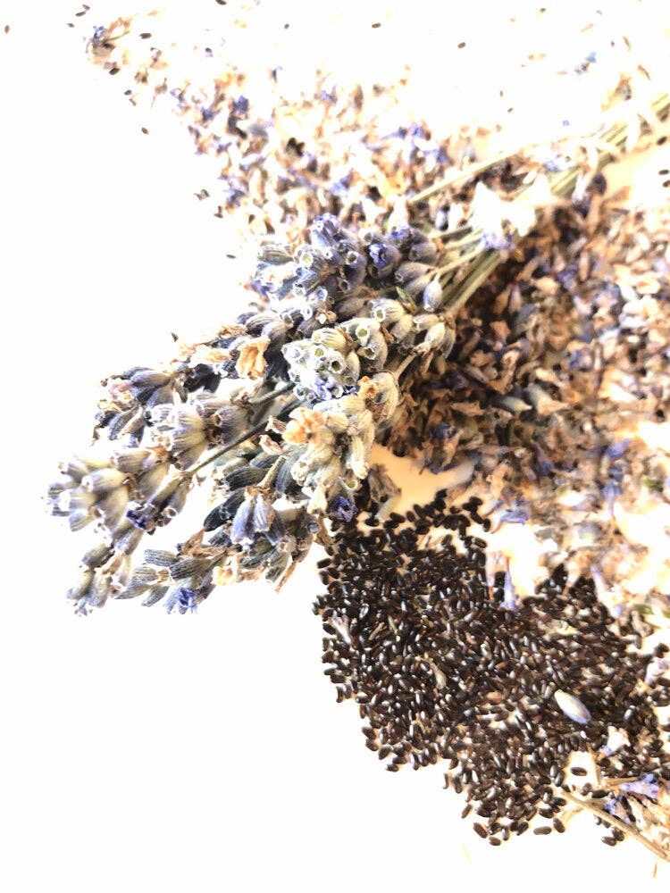 Lavender Seeds (Lavendula angustifolia) by Smoke Camp Crafts 100 Seeds