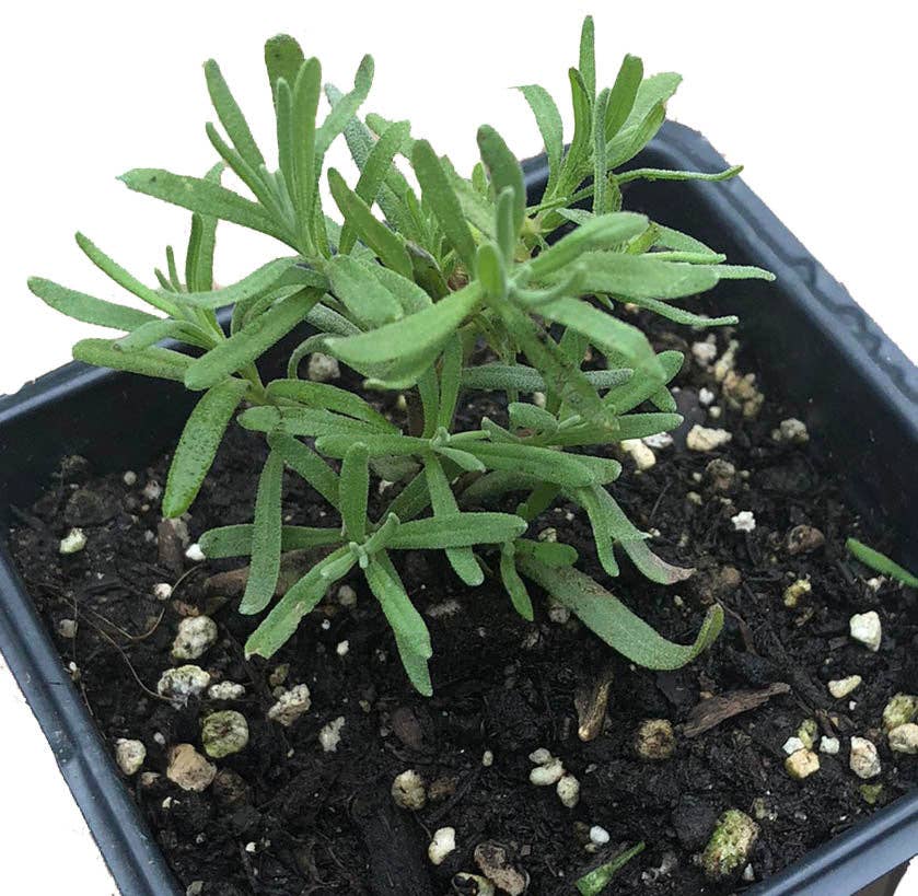 Lavender Seeds (Lavendula angustifolia) by Smoke Camp Crafts 100 Seeds