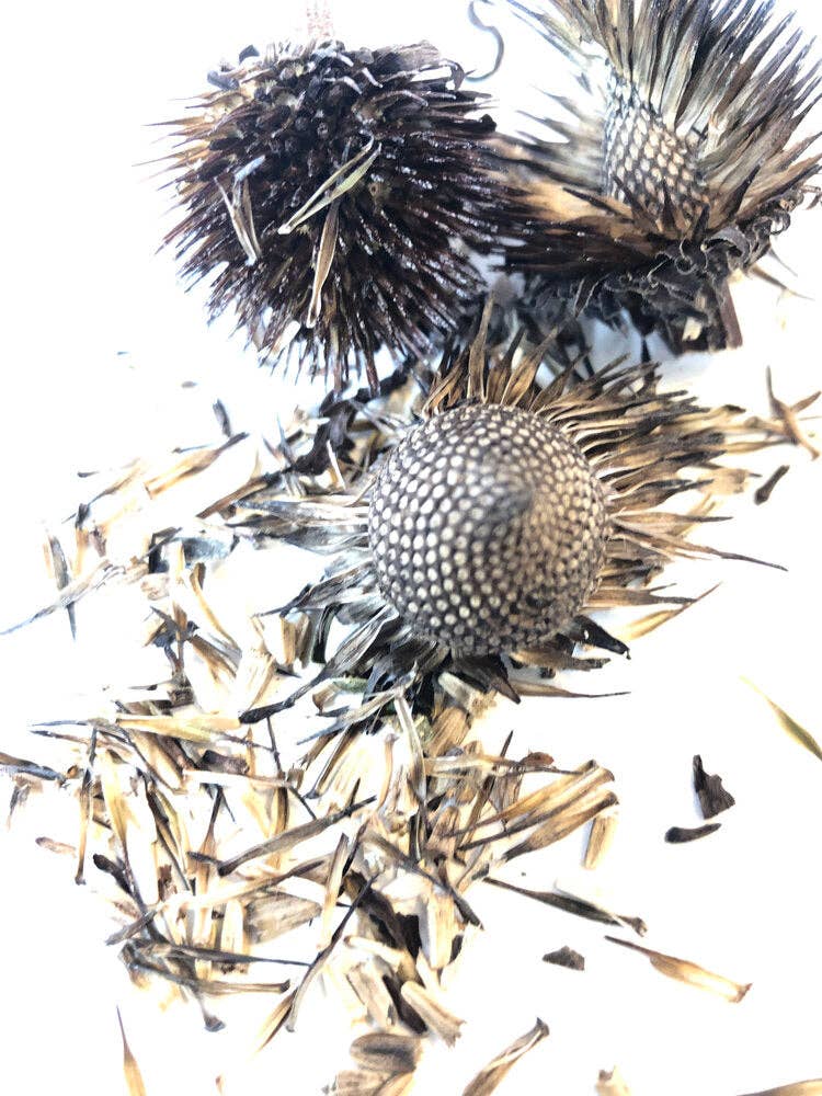 Purple Coneflower (Echinacea purpurea) by Smoke Camp Crafts 75 Seeds (0.5 g)