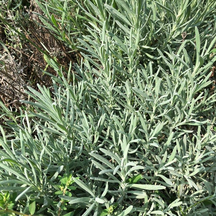 Lavender Seeds (Lavendula angustifolia) by Smoke Camp Crafts 100 Seeds