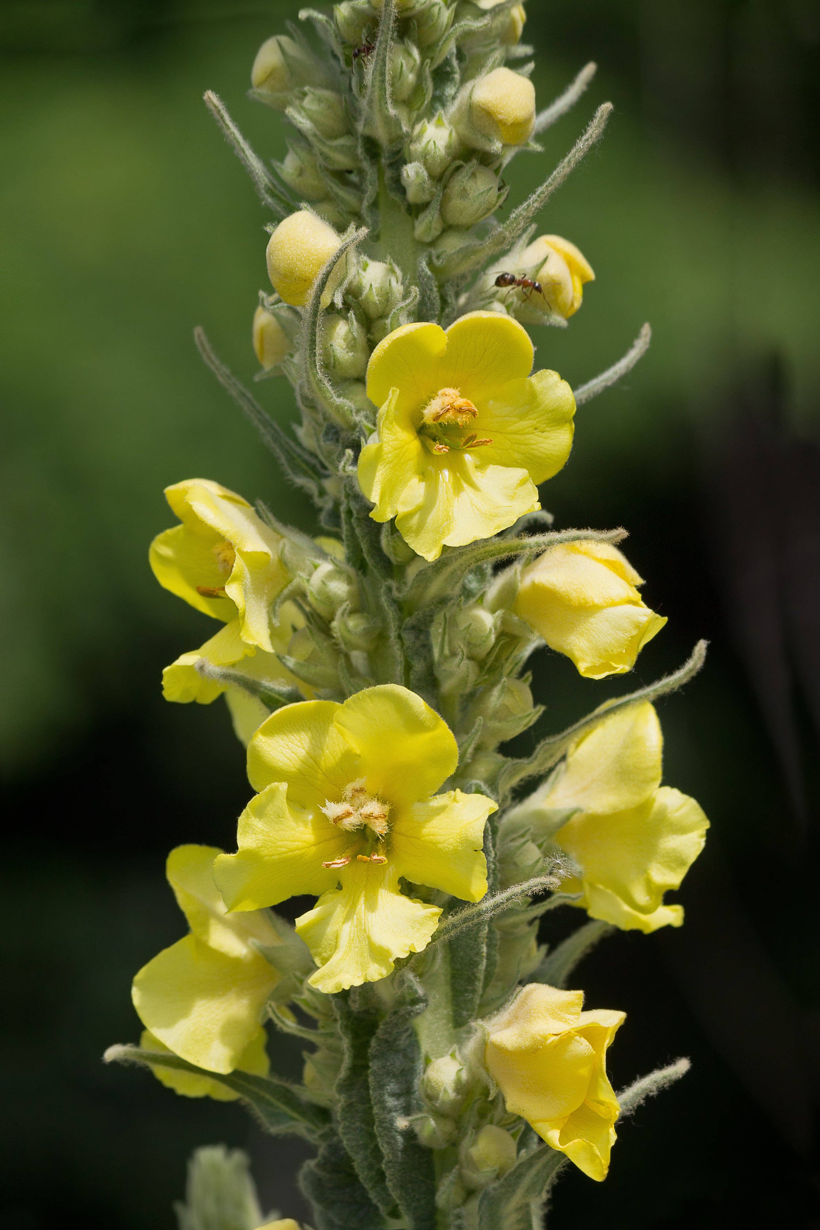 Common Mullein Seeds (Verbascum thapsus) by Smoke Camp Crafts 500 Seeds (0.5 gram)