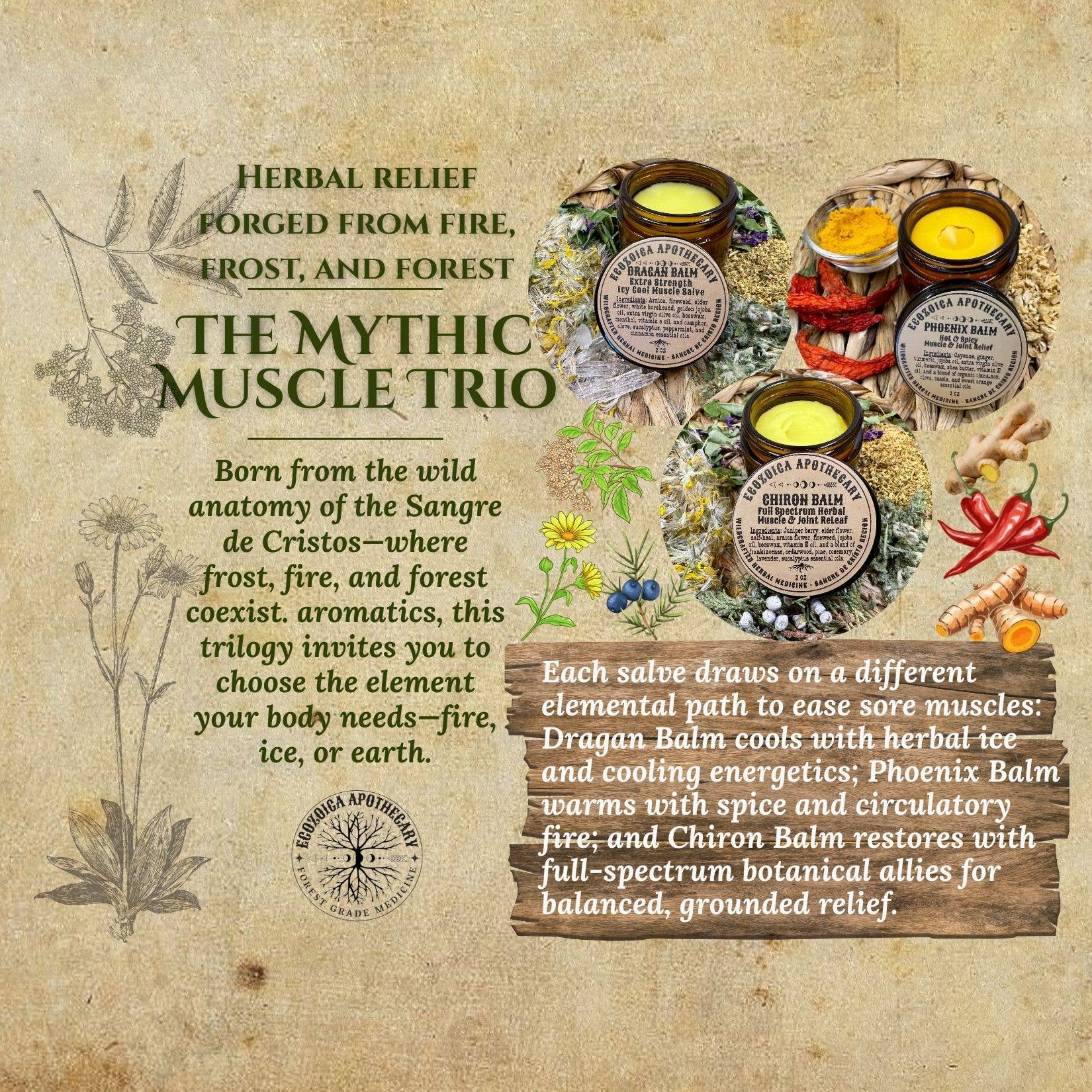 Phoenix Balm Hot & Spicy Muscle Salve by Ecozoica Apothecary 2oz
