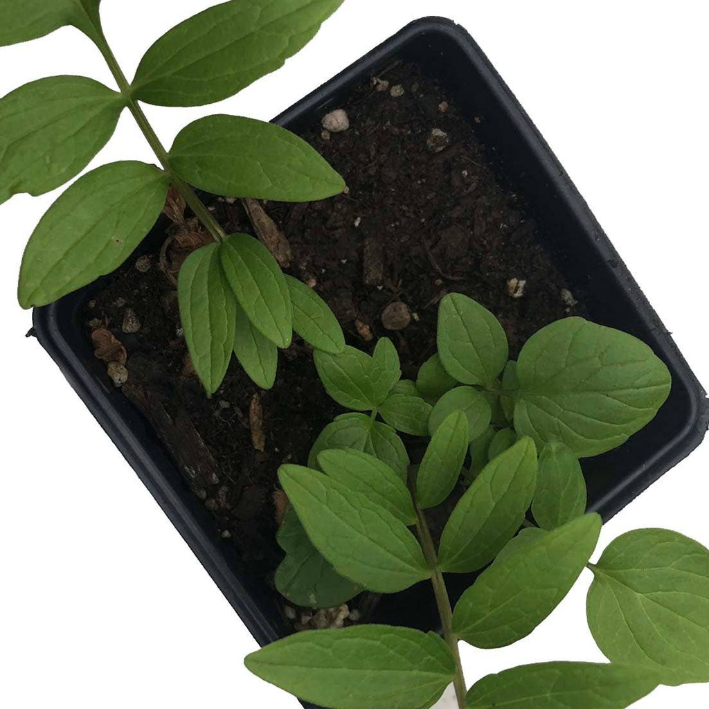 Valerian Seeds (Valeriana officinalis) by Smoke Camp Crafts 75 Seeds (0.1 grams)